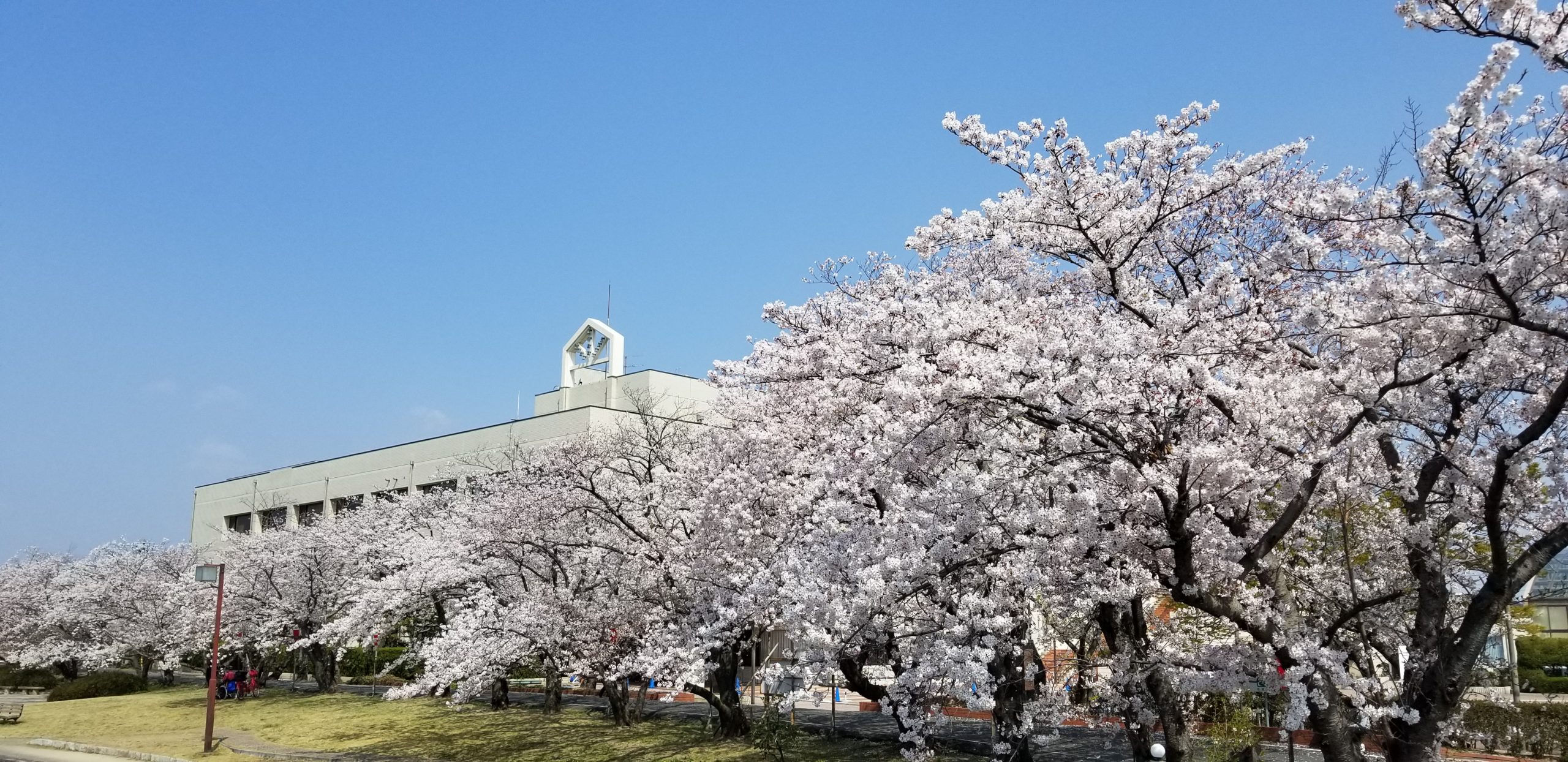社教センターの桜